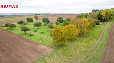 Prodej sadu/vinice, 6588 m2, Panoší Újezd